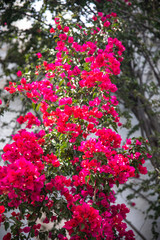 Fototapeta na wymiar Beautiful red or pink Bougainvillea flowers, plants and garden in Bodrum city of Turkey. View of beautiful garden at summer season in Bodrum town Turkey.