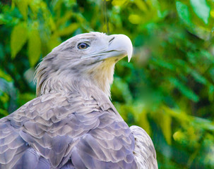 Portrait of Eagle, Close up of Eagle 