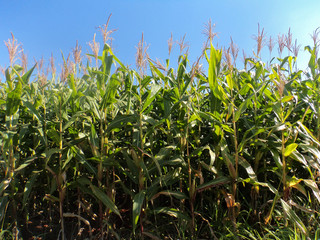 Fototapeta premium Plantação de milho florescendo com milho verde.