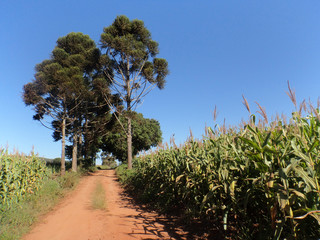 Árvore de araucária produtora de pinhão