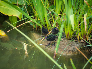 Young moorhen (Gallinula chloropus) amongst reeds in spring
