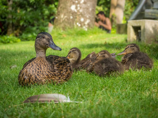 wild duck with ducklings relax on grass. Family of ducks, mother duck and baby on green grass in meadow, summer day. concept of protection of wild animals and environment.