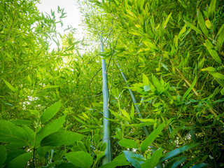 Obraz premium large green bamboo stalks close-up