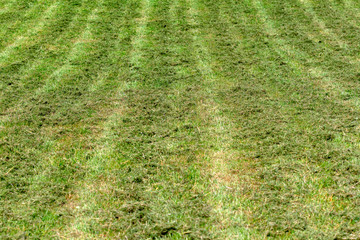 lawn mower green grass on the lawn. garden care