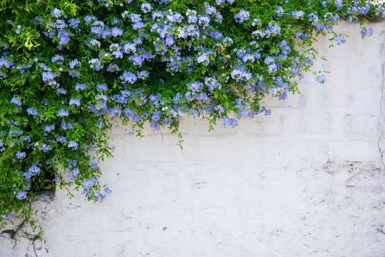 Fototapeta Beautiful plumbago or blue jasmine tree flowers on the wall in Bodrum city of Turkey. View of beautiful street at summer season in Bodrum town Turkey.