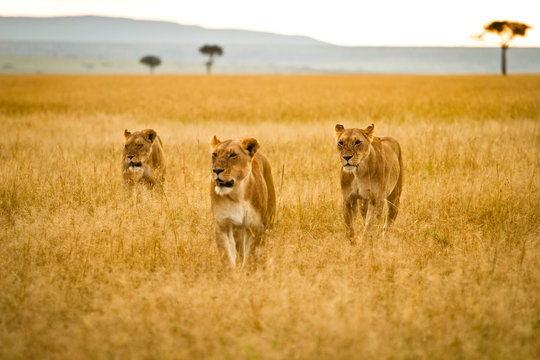 Three female lions striving through the veldt of the Maasai Mara, Kenya.