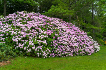 Rhododendrons blooming in the garden.