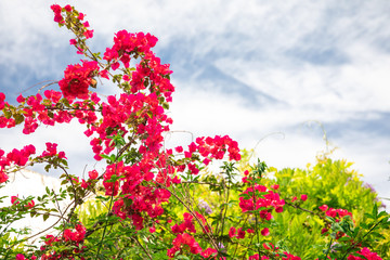 Fototapeta premium Beautiful Bougainvillea flowers, palm trees, plants and garden in Bodrum city of Turkey. View of beautiful garden at summer season in Bodrum town Turkey.