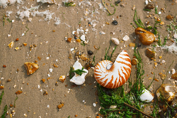  British summer  beach with nautilus pompilius sea shell