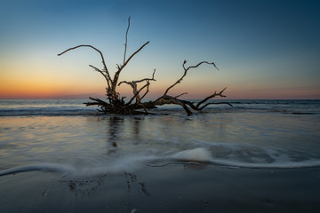 This is a color image of driftwood trees along the shore of Driftwood Beach in Jekyll Island, Georgia.