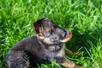 Portrait of a dog. Funny little puppy German shepherd is lying in the summer on green grass and playing with a chew toy. Blurred background. The concept of happy Pets. Copy spase