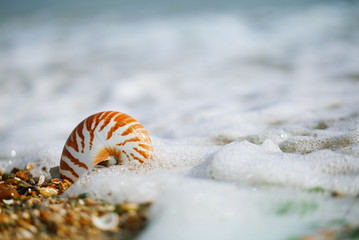  British summer  beach with nautilus pompilius sea shell
