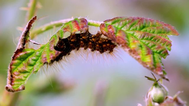 Close Up Of  A Caterpillar Between Leafs, (neutral version)