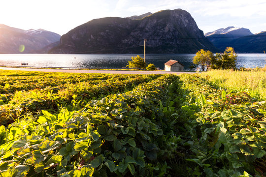 Valldalen, M&macr;re og Romsdal, Norway: Strawberry fields in the morning.