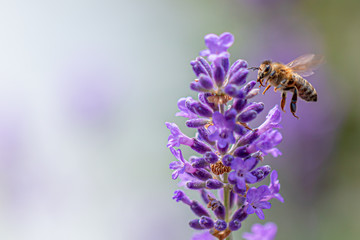 Bee on lavender flower collecting  pollen