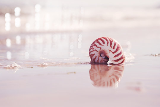  British summer  beach with nautilus pompilius sea shell