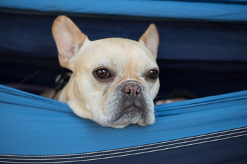 This french bulldog is sticking his head out of a hammock hanging in a tree. He is looking everywhere but at the camera.