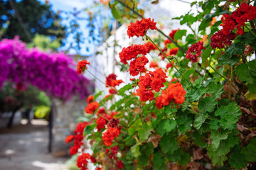 Traditional Aegean style white houses, colorful streets and bougainvillea flowers in Bodrum city of Turkey. White colored architecture in Bodrum town Turkey.