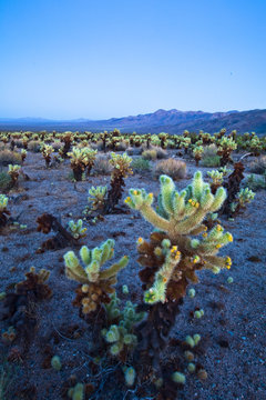 Teddy Bear Cactus or Jumping Cholla in the Pinto Basin in Joshua Tree National Park in southern California.        