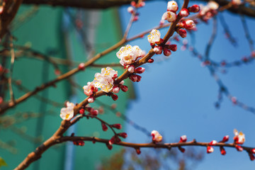 branch of a tree in spring