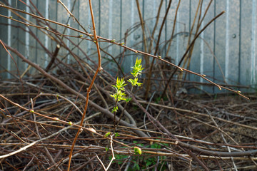 green sprout in thickets