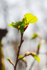 branch of a tree with green leaves on blue background