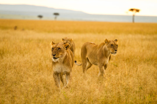 Three female lions striving through the veldt of the Maasai Mara, Kenya.