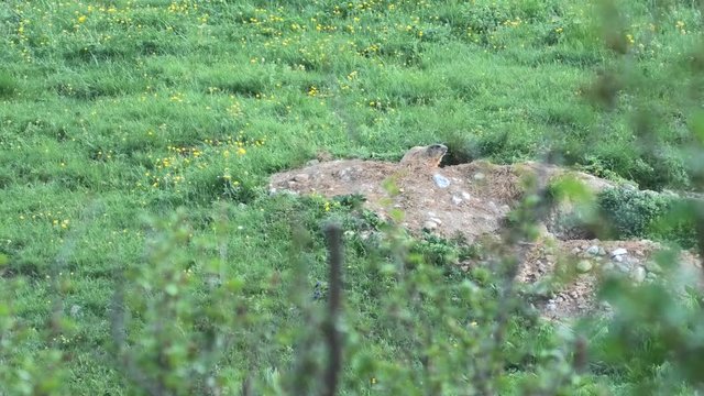 marmotta all'alba