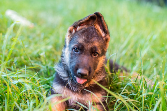 Portrait of a dog. Funny little puppy German shepherd lies on the green grass and shows language. Blurred background. The concept of happy Pets, a beautiful picture with an animal. Copy spase