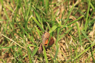 Brauner Falter im Gras