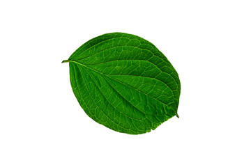 Green young leaf on a white background.