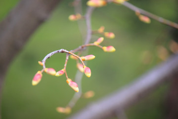 tree branches with buds