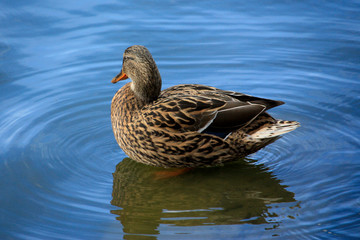 Brown duck in blue water