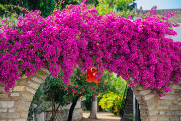 Traditional Aegean style white houses, colorful streets and bougainvillea flowers in Bodrum city of...