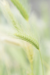 Wild spikes on greenish background and light sifted