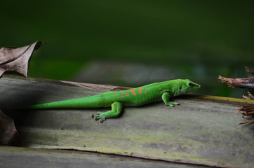 Wild gecko in the jungle