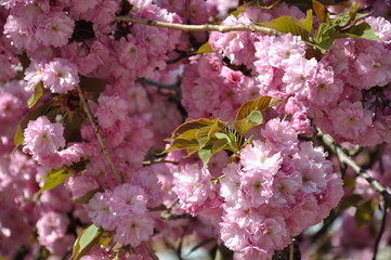 The sakura tree is lush with pink flowers. Japanese cherry