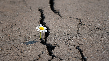 chamomile in cracks of asphalt road. Single chamomile breaking through road. concept of nature and...