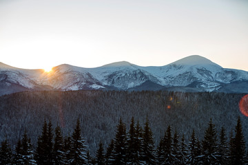 Obraz premium Winter mountains landscape panorama at sunrise. Clear blue sky over dark spruce pine trees forest, covered with snow mountain ridge peaks, bright rays of raising sun at dawn.
