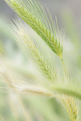 Fototapeta premium Wild spikes on greenish background and light sifted