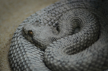 Wild rattlesnake in the sand