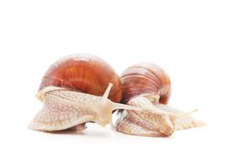 Two beautiful snails.