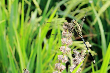 Dragon Fly