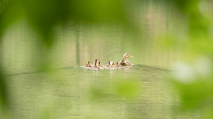 Duck Family
