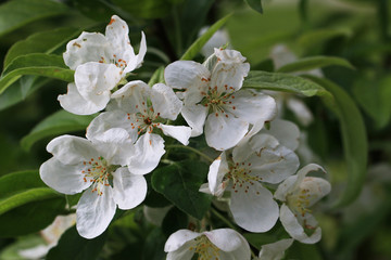 fleurs de pommier