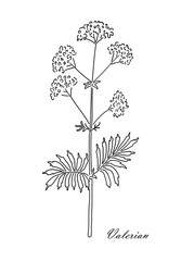 Valerian herb isolated on white background. Line art style.