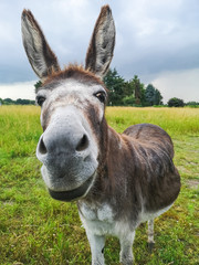 friendly face of a donkey
