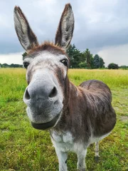 Fotobehang friendly face of a donkey © Norman
