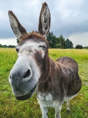 Fotobehang friendly twinkle of a donkey © Norman