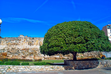 arbol y muralla romana (Tarragona